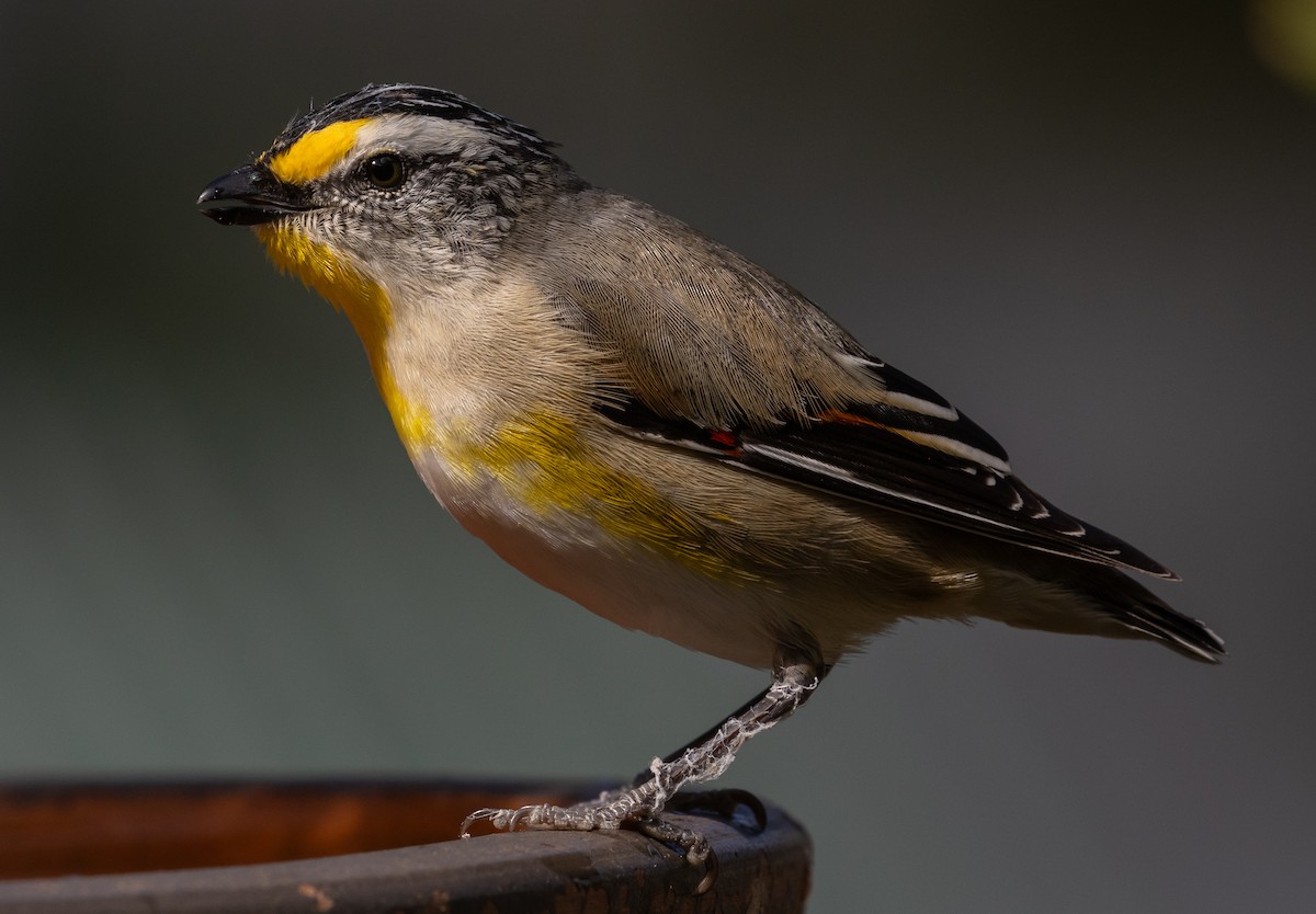 Striated Pardalote - ML624016314