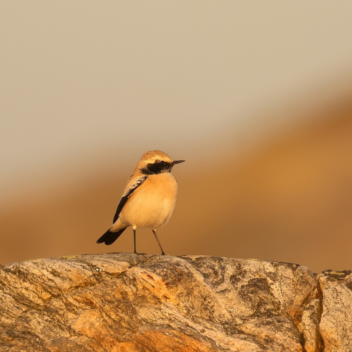 Desert Wheatear - ML624016326