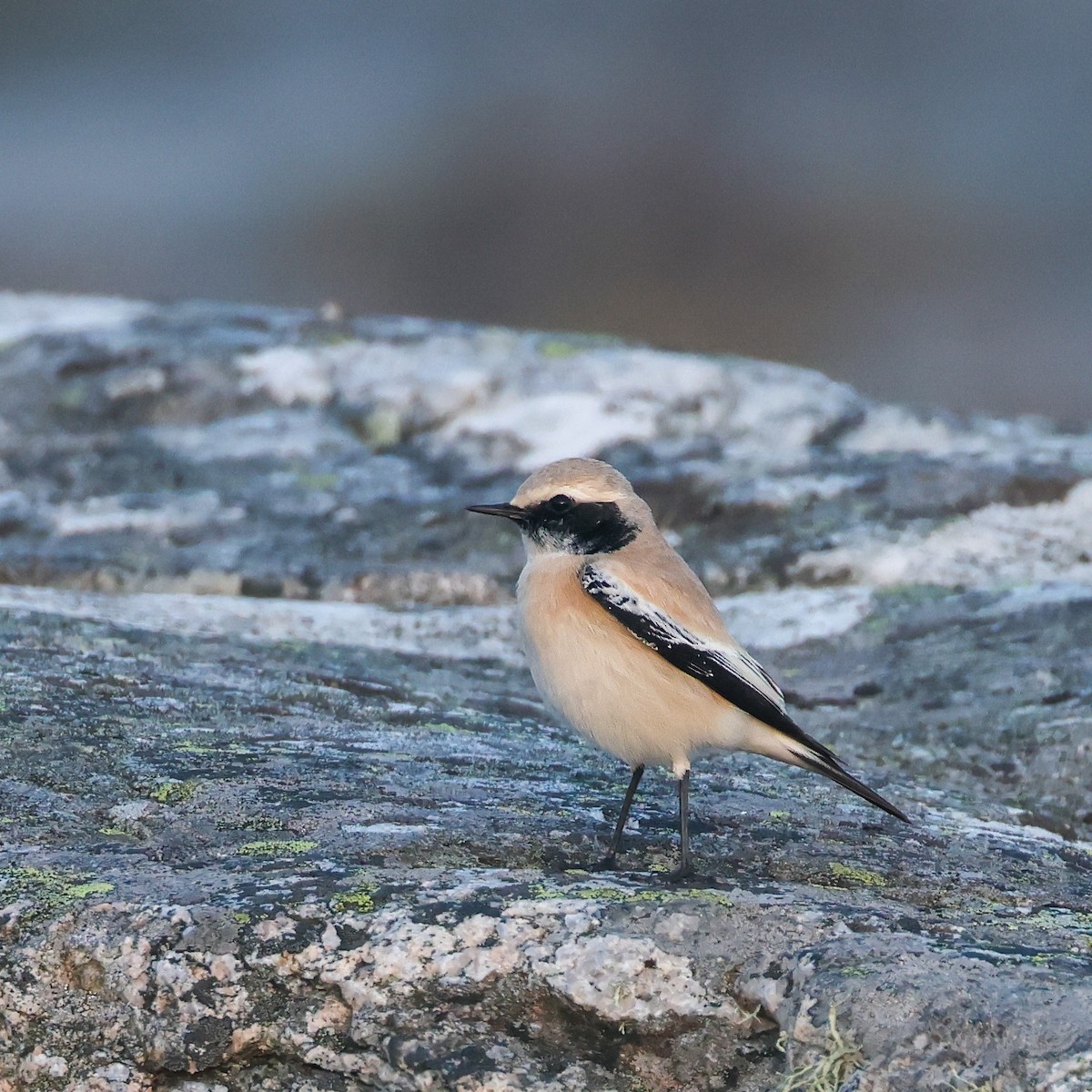 Desert Wheatear - ML624016327