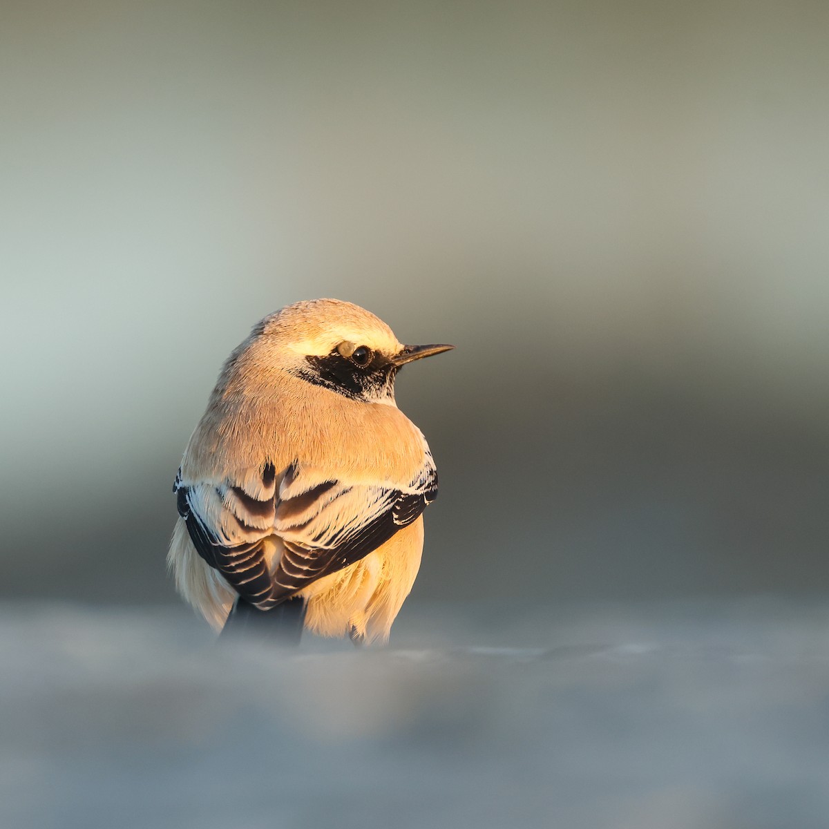 Desert Wheatear - ML624016328