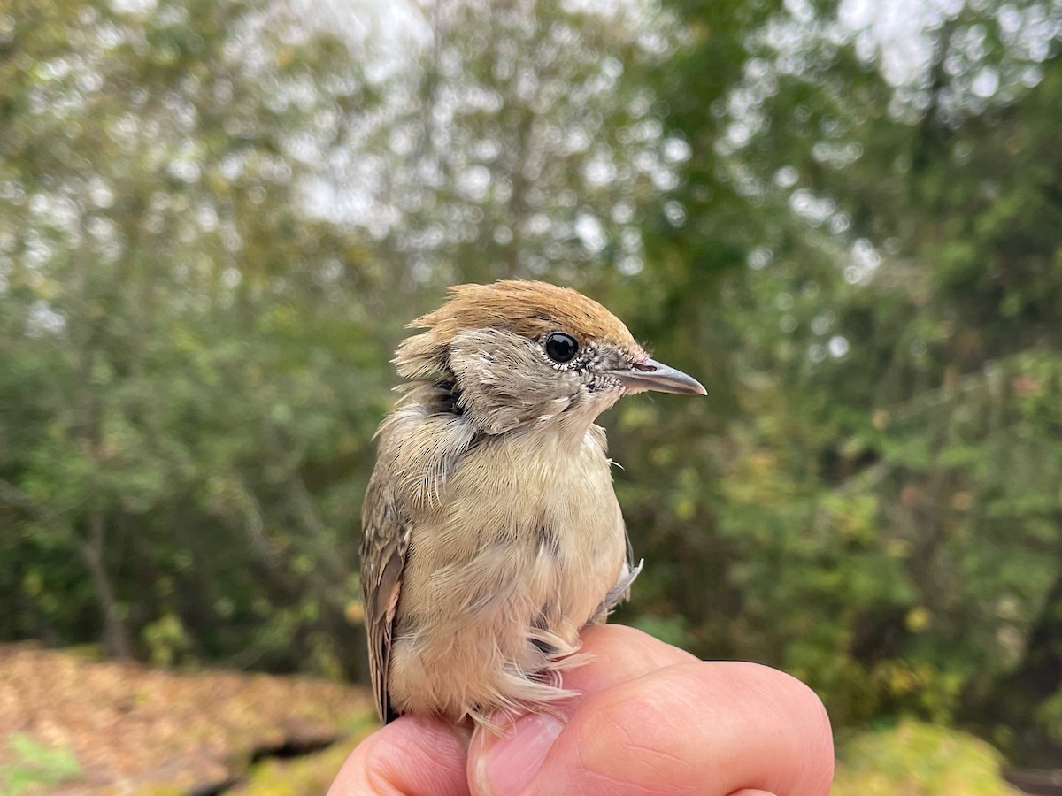 Eurasian Blackcap - ML624016330