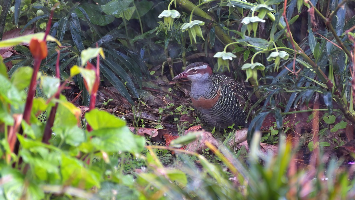 Buff-banded Rail - ML624016336