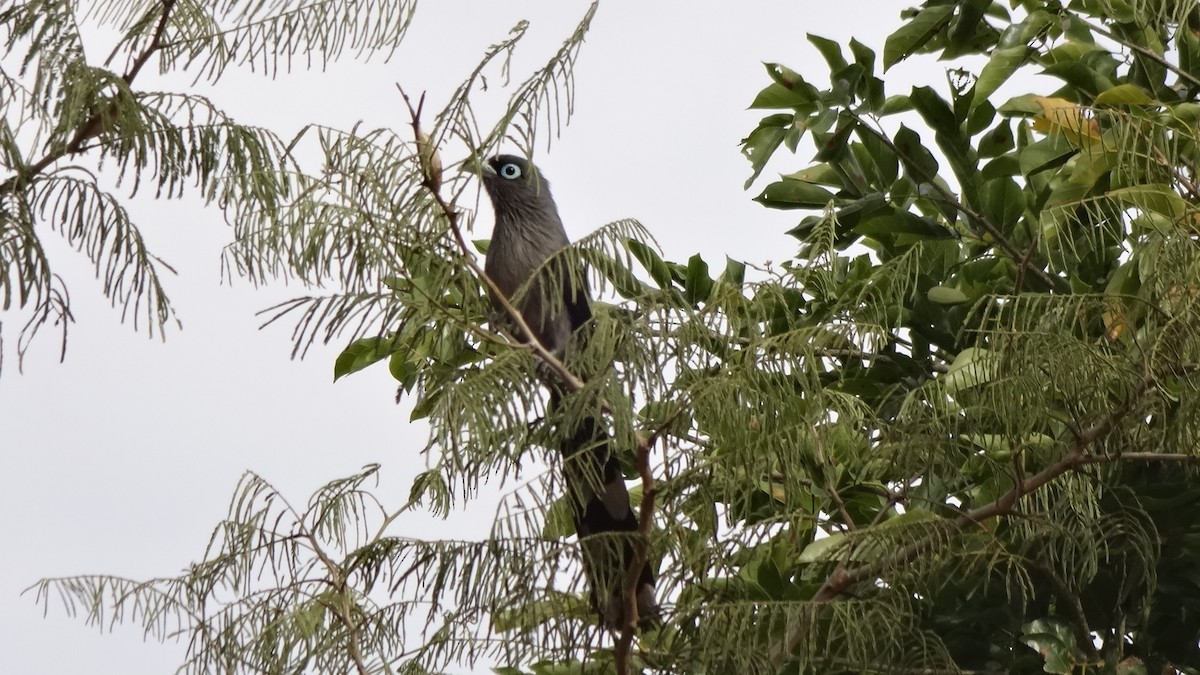 Blue-faced Malkoha - ML624016337
