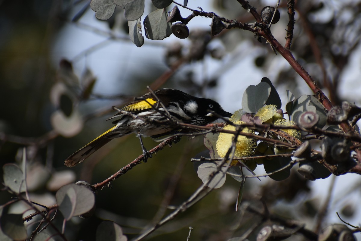 New Holland Honeyeater - ML624016348