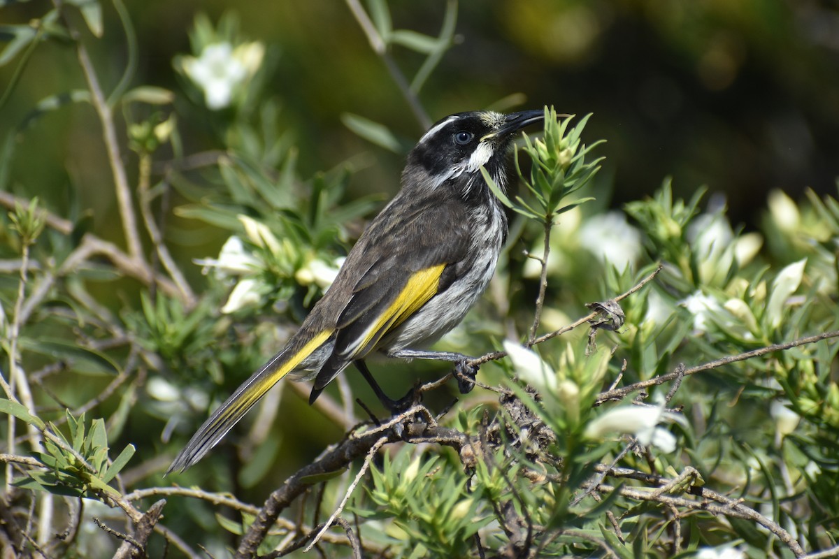 New Holland Honeyeater - ML624016349