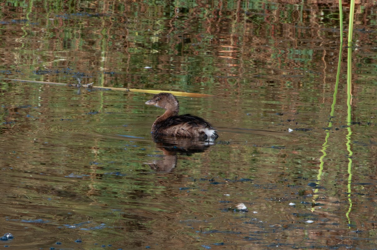 Grèbe à bec bigarré - ML624016360