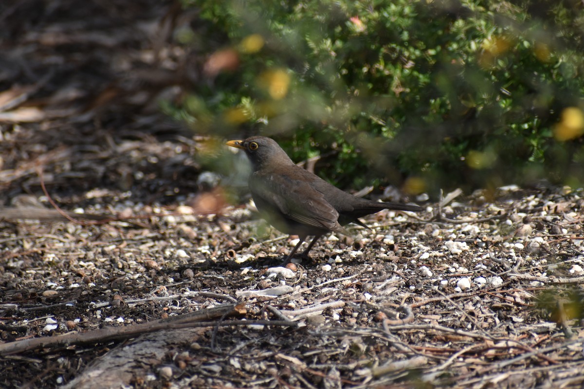 Eurasian Blackbird - ML624016370