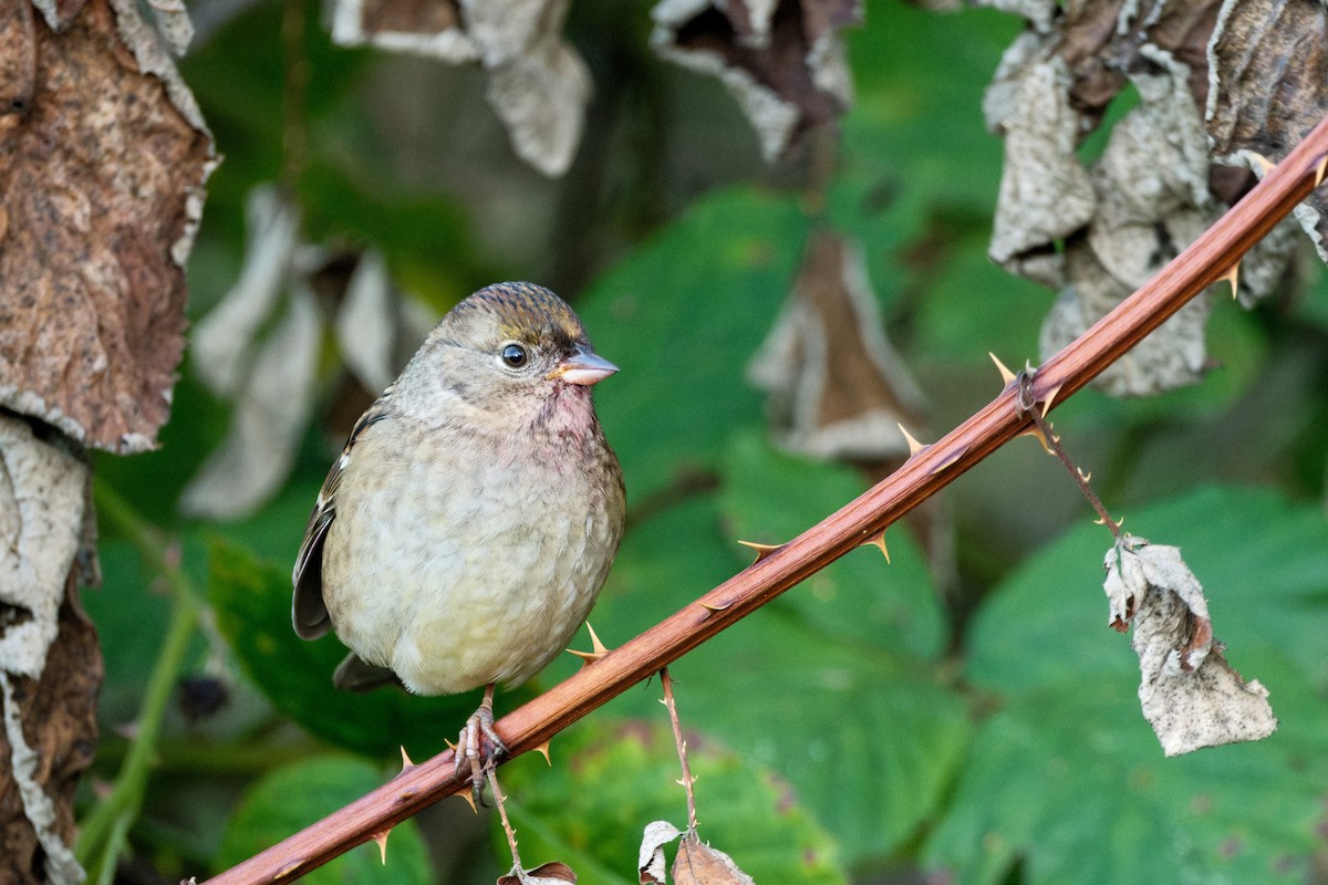 Golden-crowned Sparrow - ML624016371