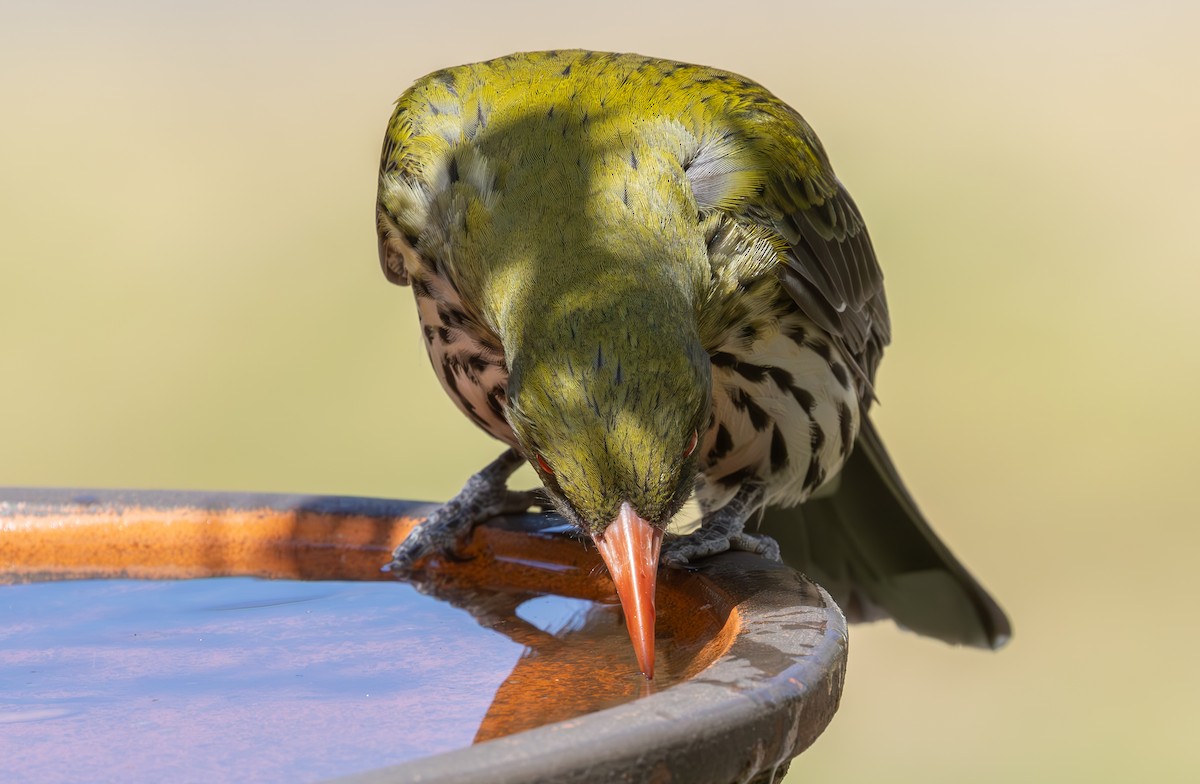 Olive-backed Oriole - ML624016385