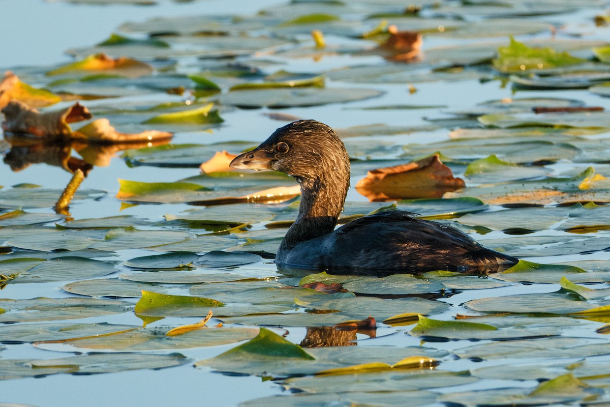 Pied-billed Grebe - ML624016387