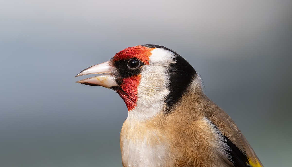 European Goldfinch - ML624016409