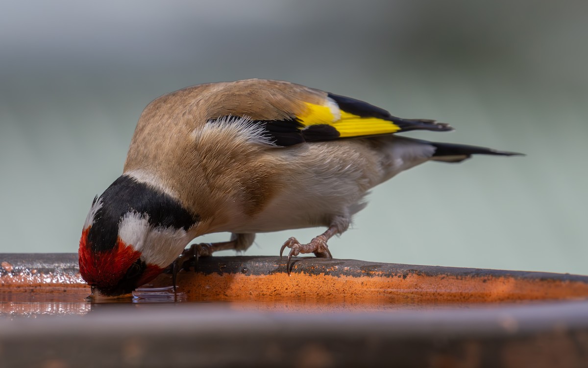 European Goldfinch - shorty w