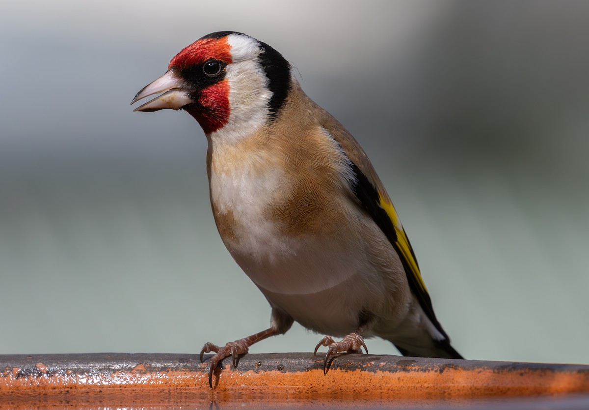 European Goldfinch - ML624016411