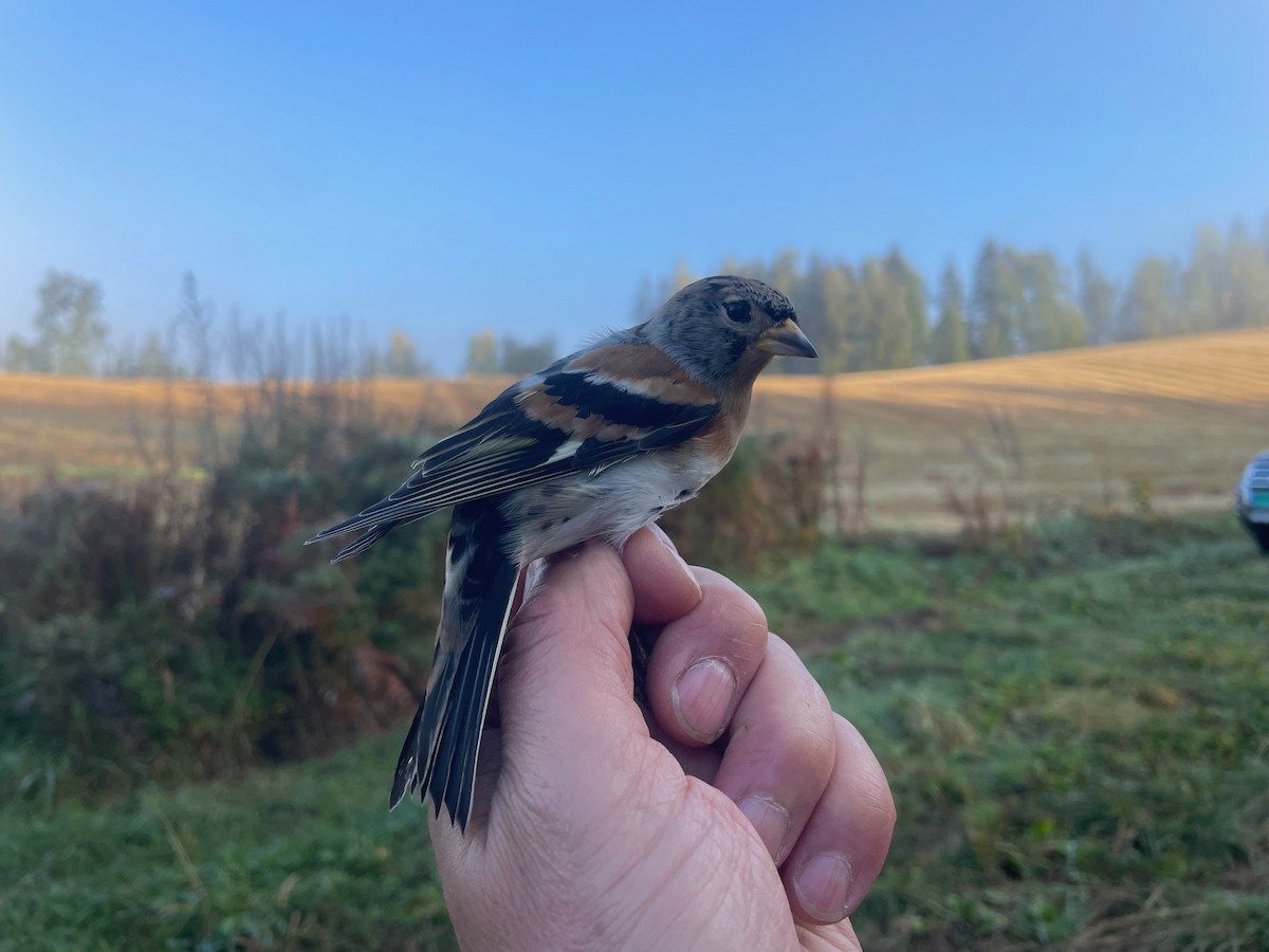 Brambling - ML624016418