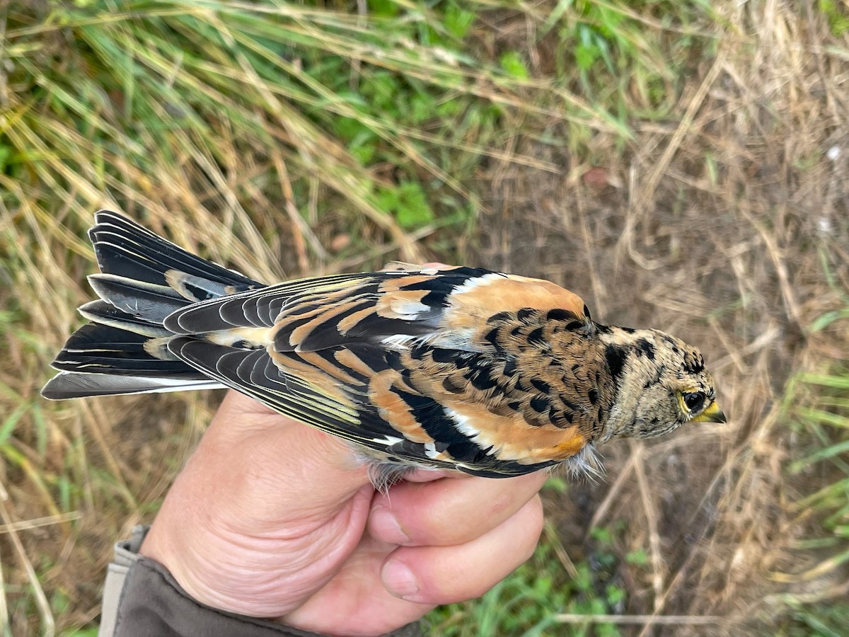 Brambling - ML624016421