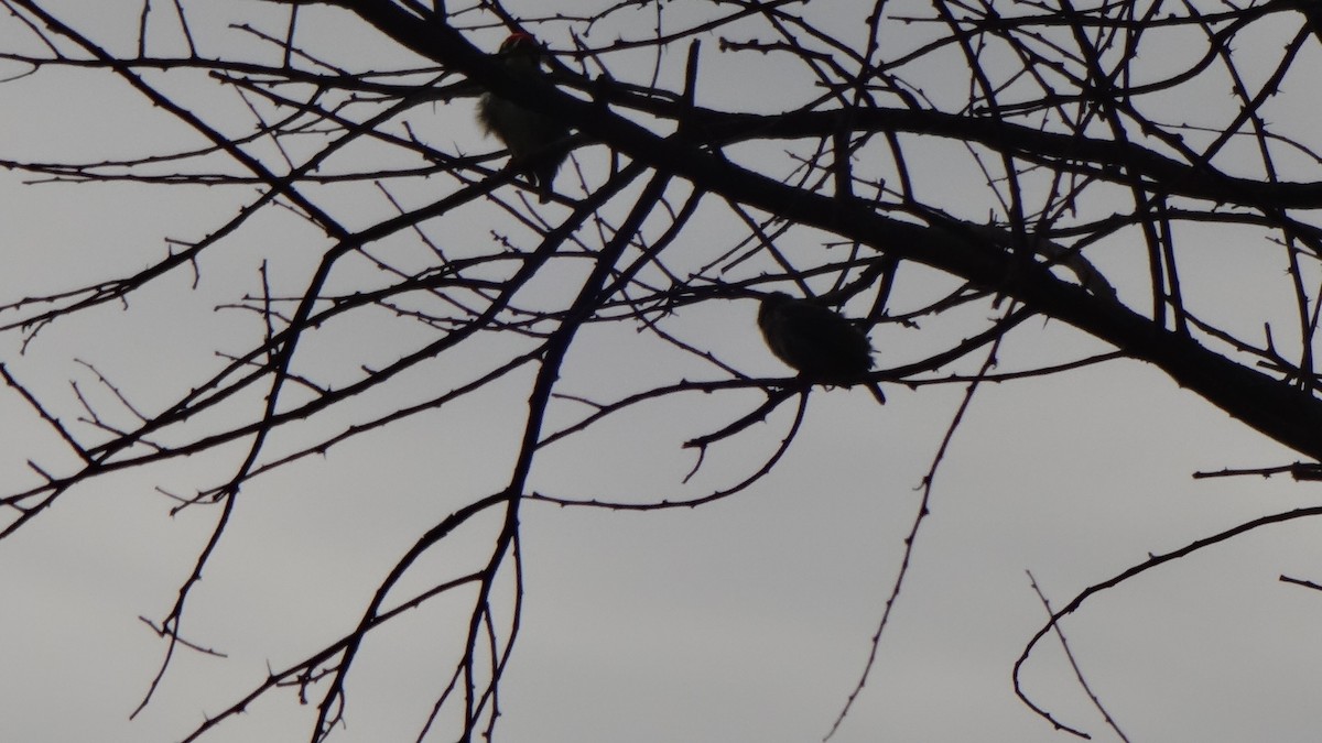 Coppersmith Barbet - ML624016424