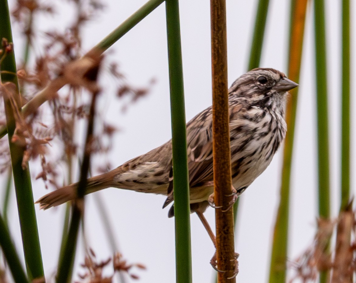 Song Sparrow - ML624016453