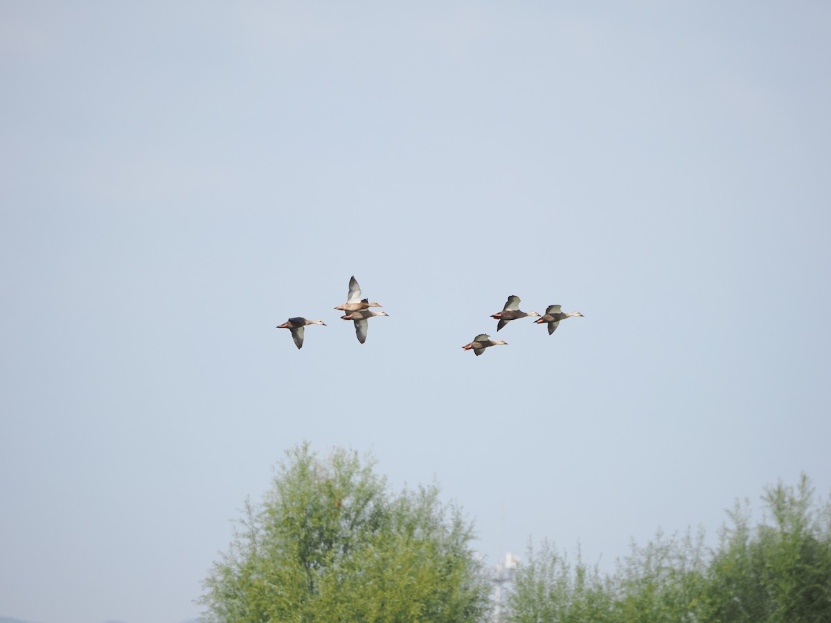 Eastern Spot-billed Duck - ML624016505