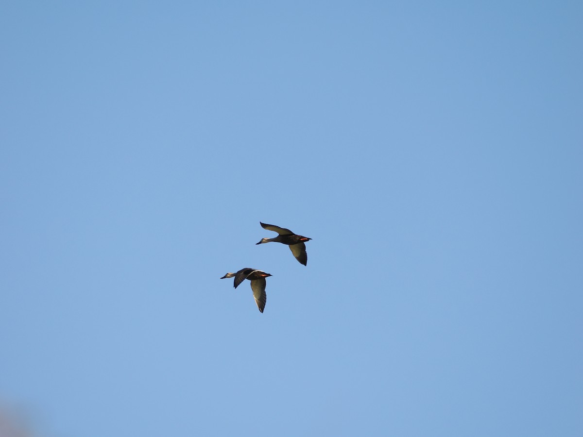 Eastern Spot-billed Duck - ML624016506