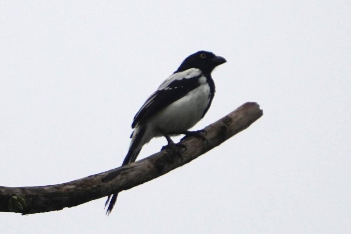 Magpie Tanager - ML624016517