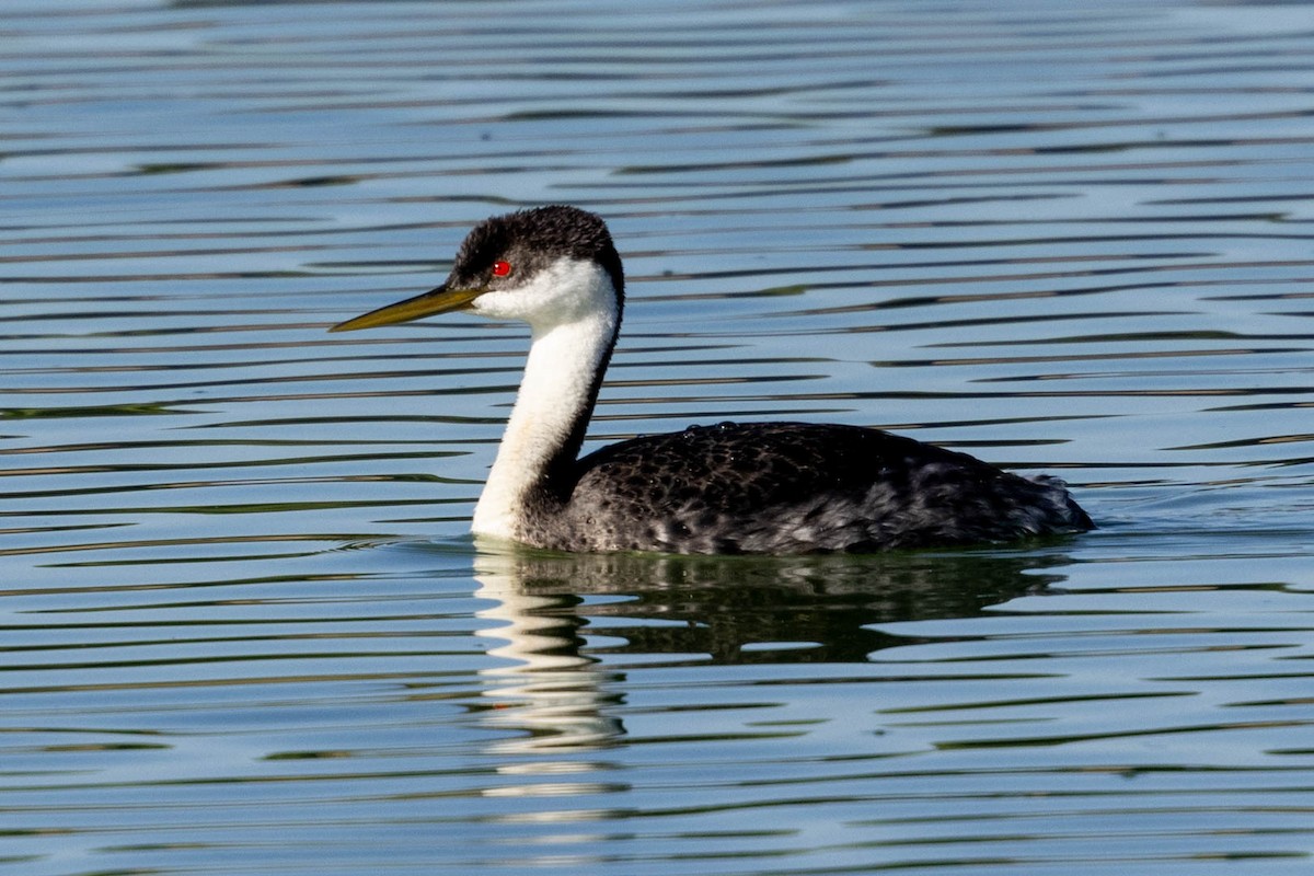 Western Grebe - ML624016525