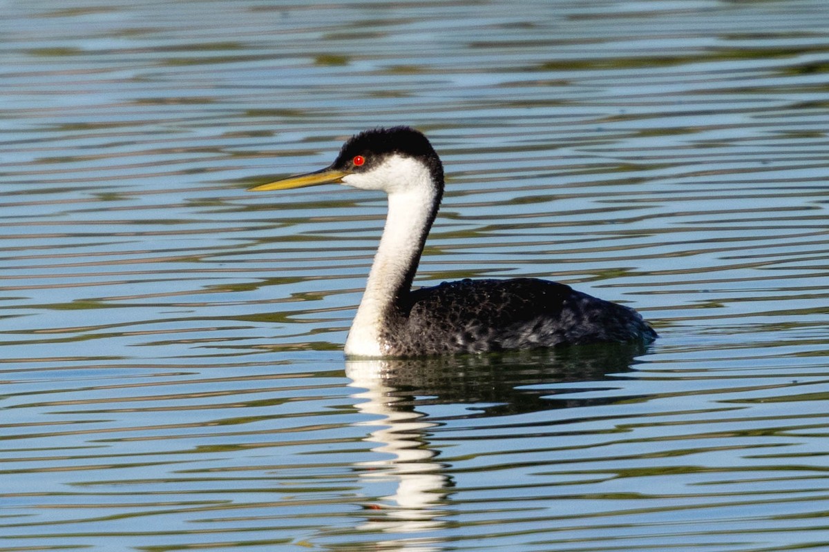 Western Grebe - ML624016526