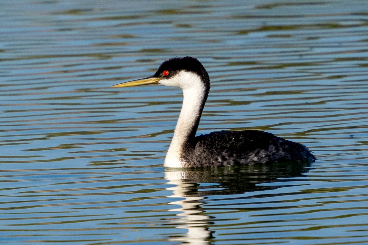 Western Grebe - ML624016527