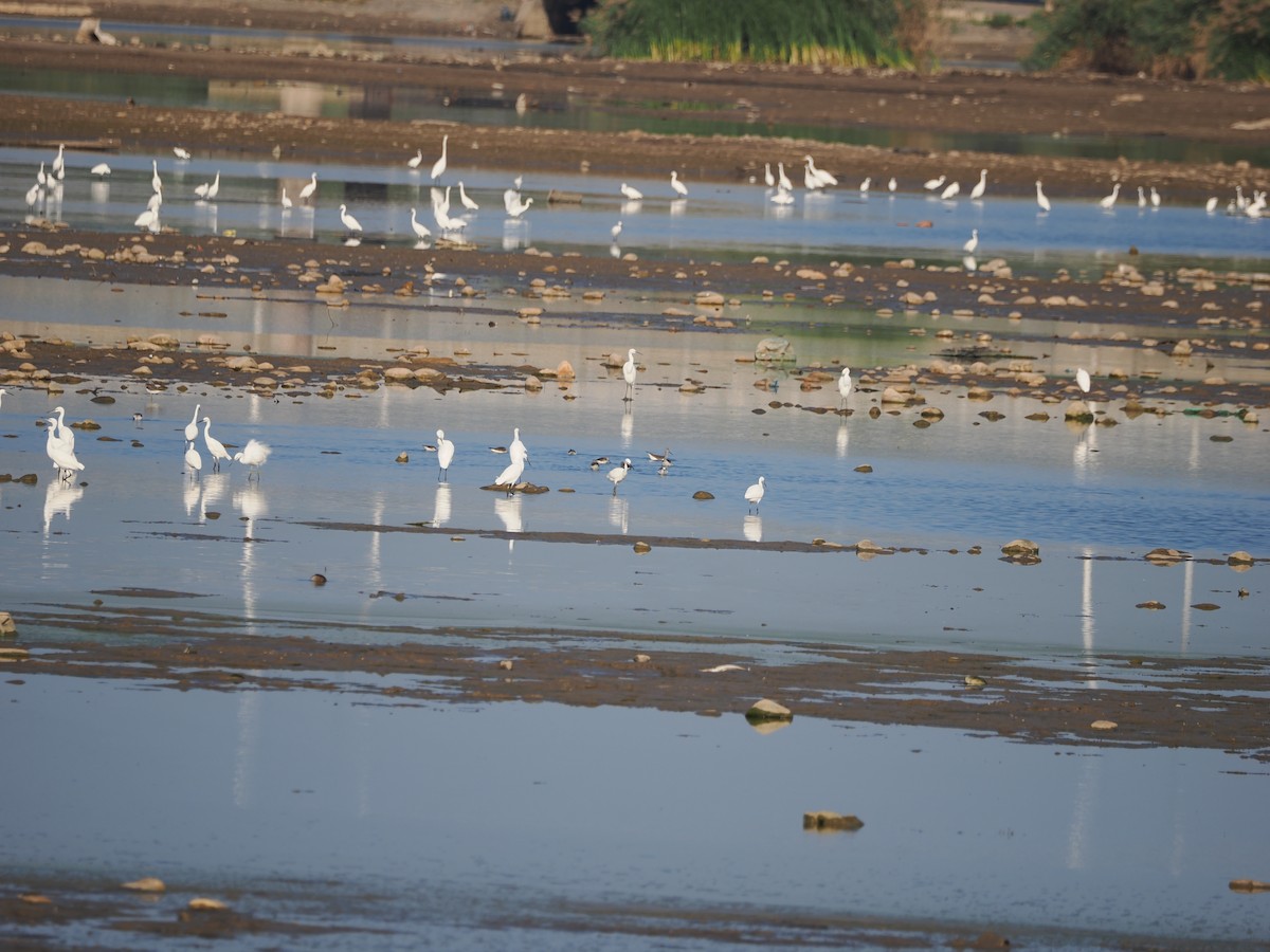 Common Greenshank - ML624016529