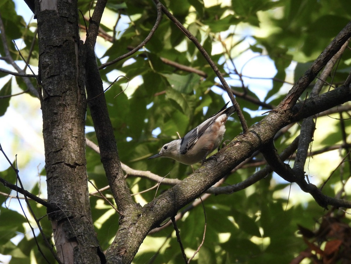 White-breasted Nuthatch - ML624016531