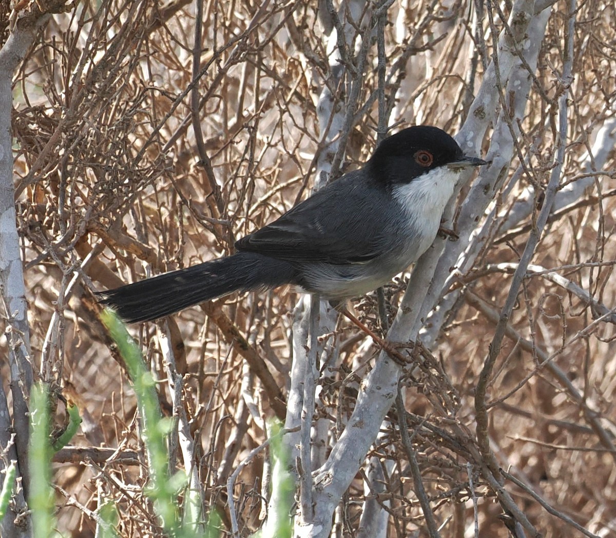 Curruca Cabecinegra - ML624016533