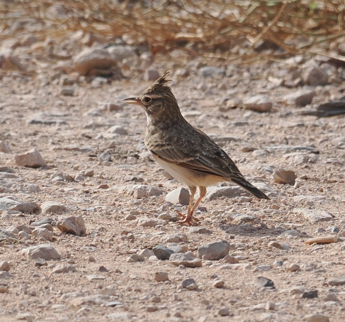 Crested Lark - ML624016537