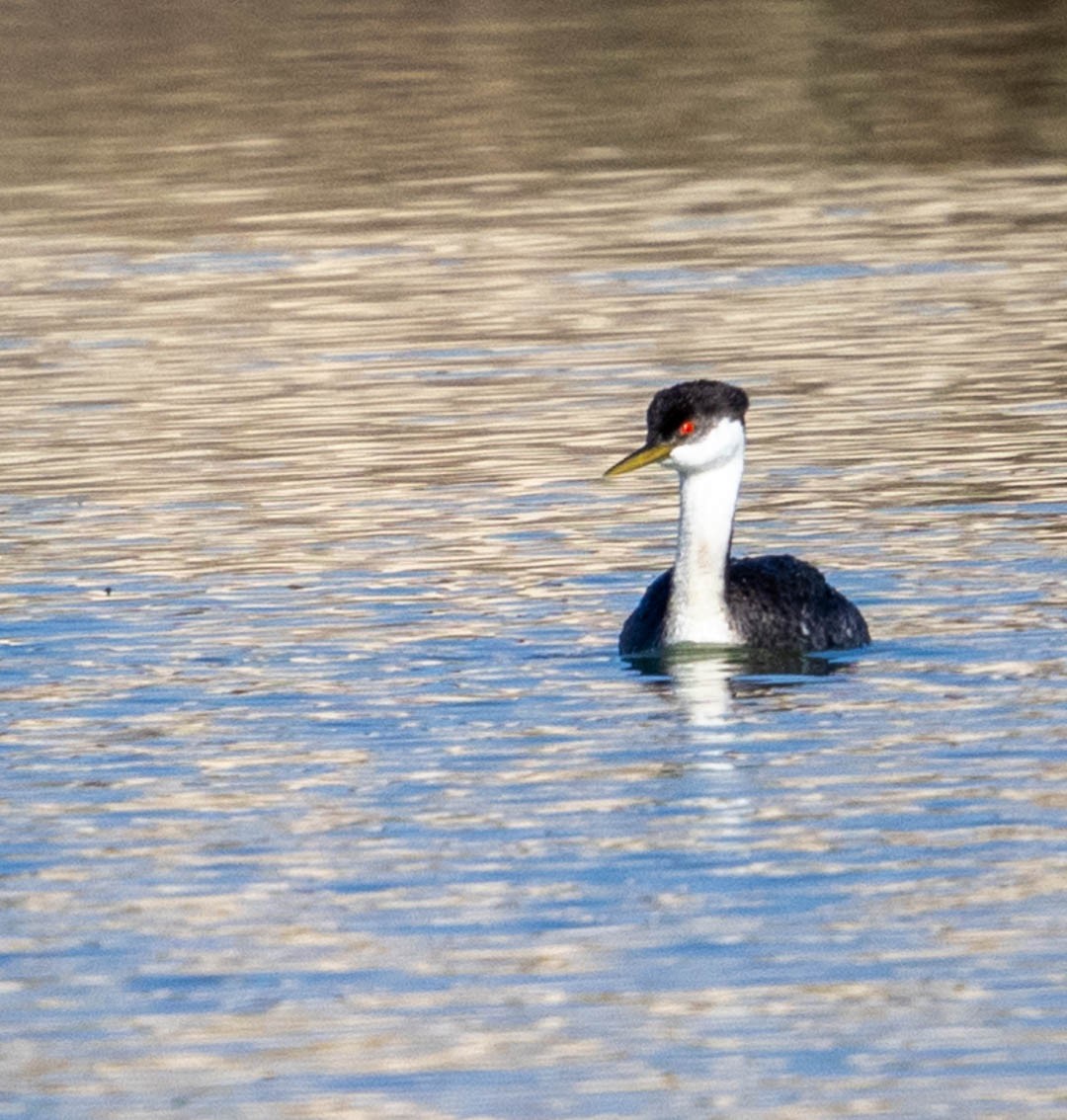 Western Grebe - Pete Followill