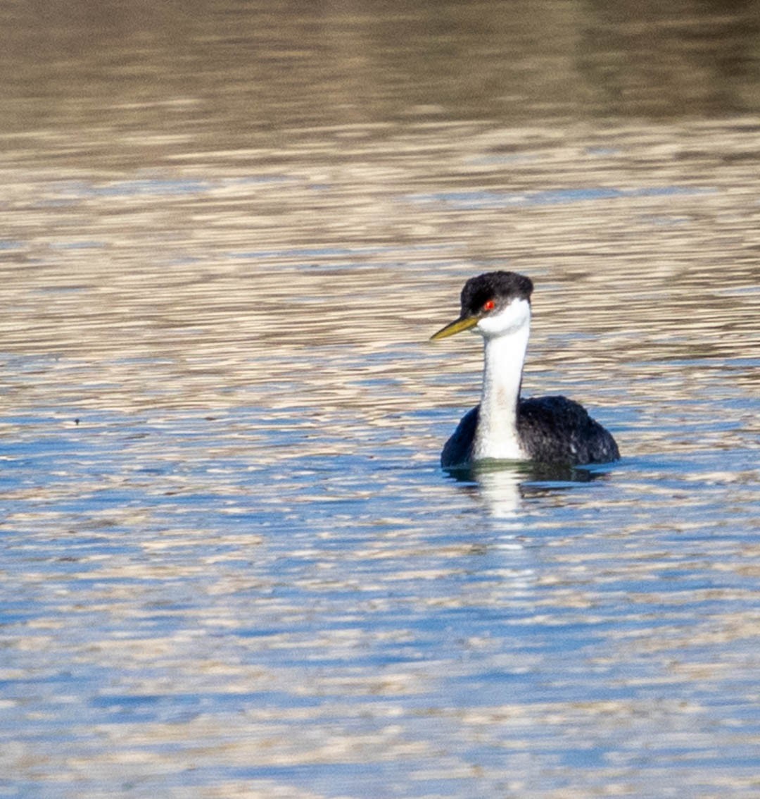 Western Grebe - ML624016543