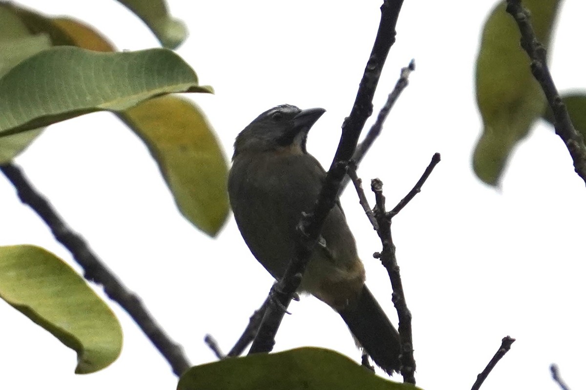 Buff-throated Saltator - ML624016547