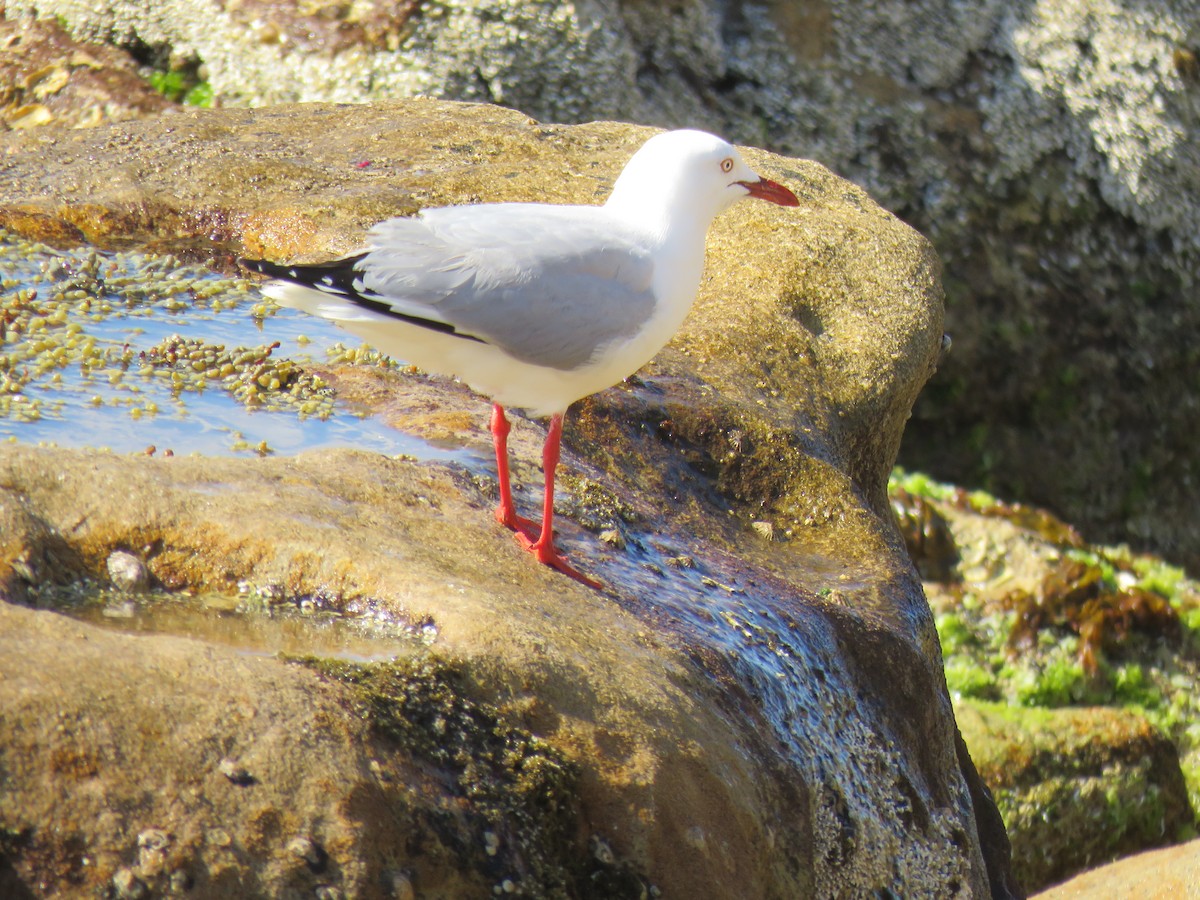 Gaviota Plateada - ML624016555