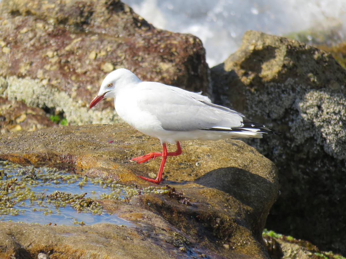 Gaviota Plateada - ML624016557