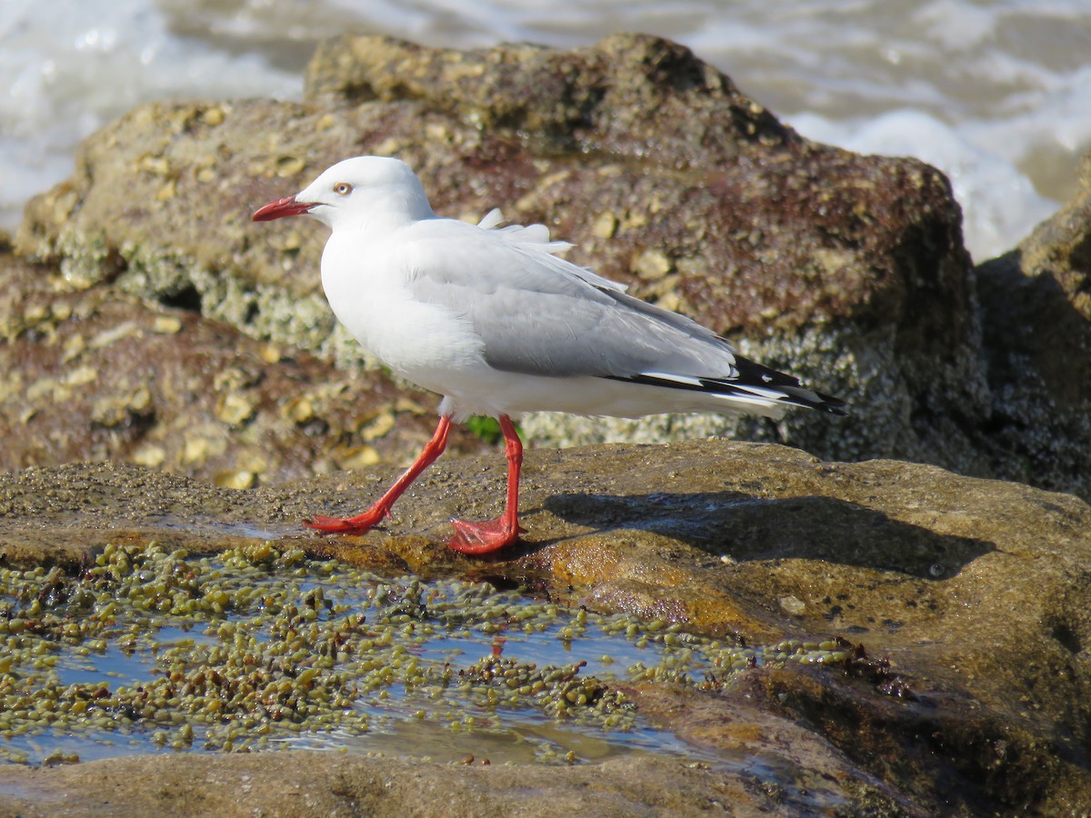 Gaviota Plateada - ML624016559