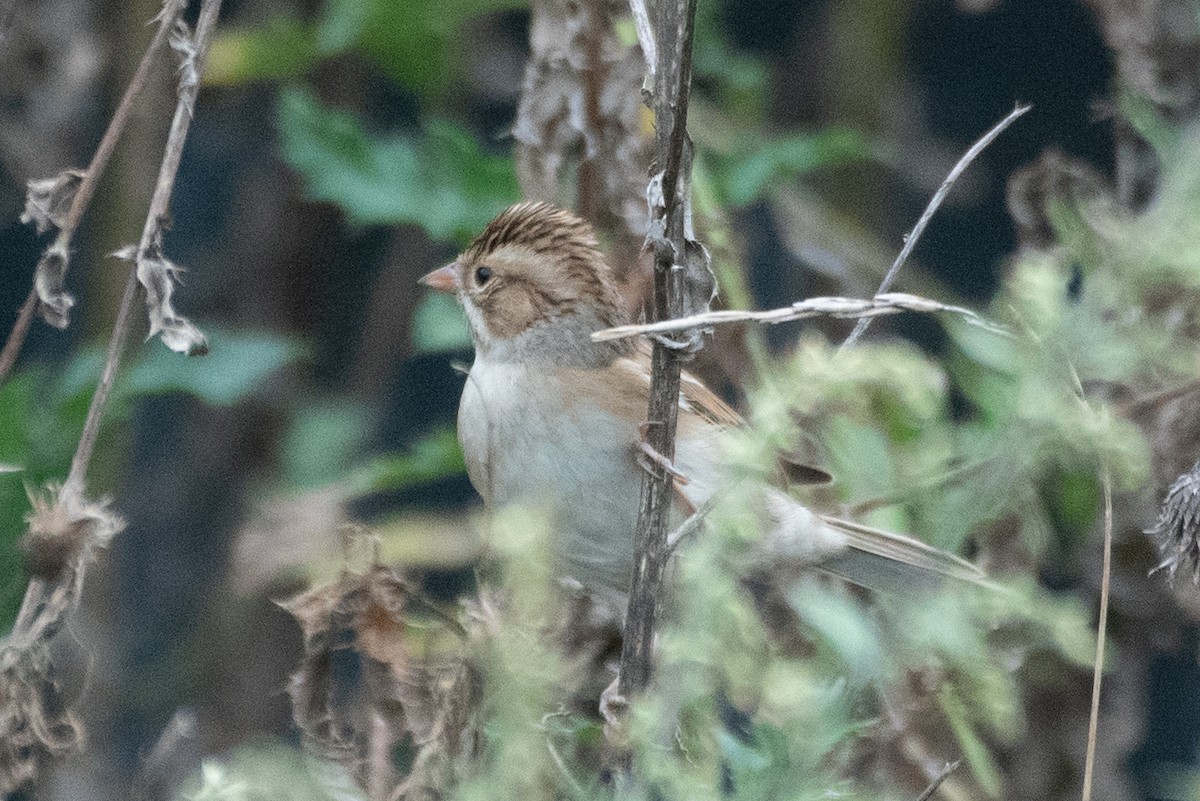 Clay-colored Sparrow - ML624016571