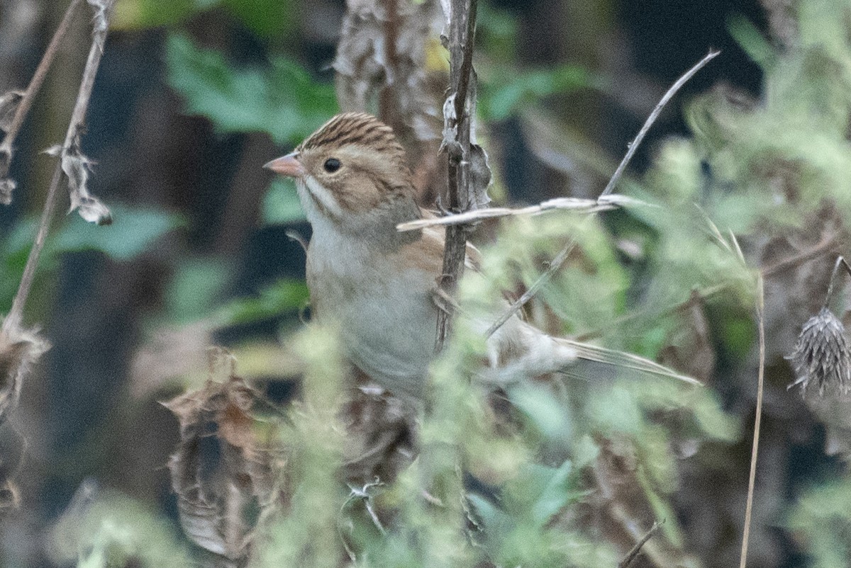 Clay-colored Sparrow - ML624016572