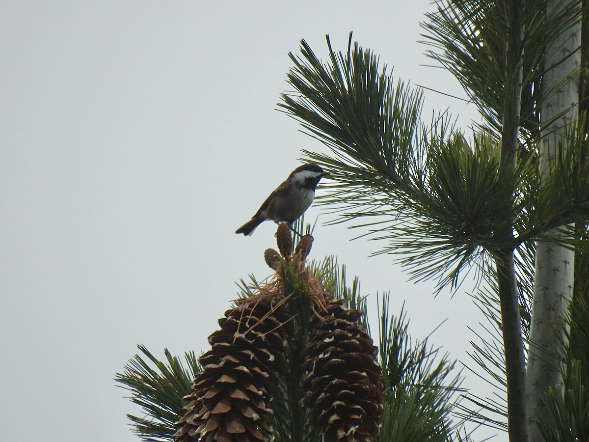 Chestnut-backed Chickadee - ML624016589