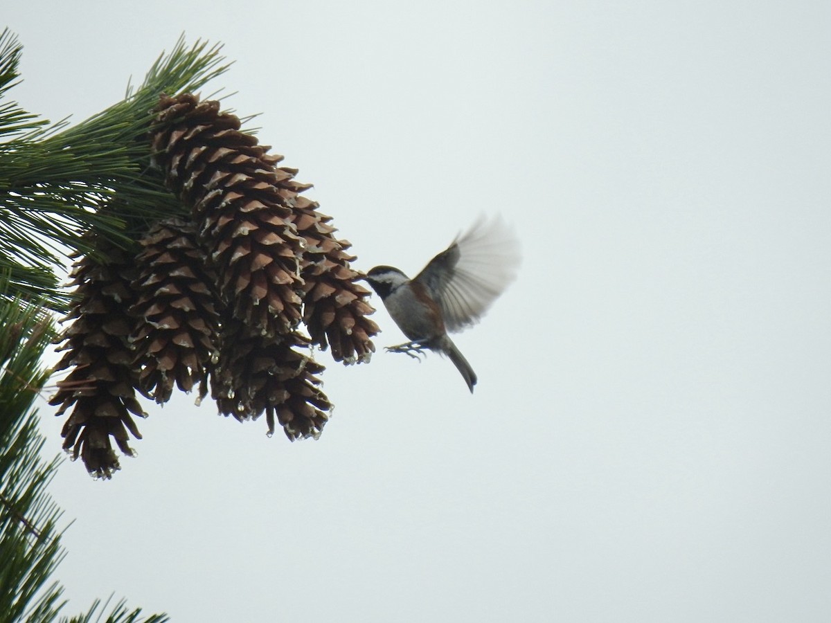 Chestnut-backed Chickadee - ML624016590