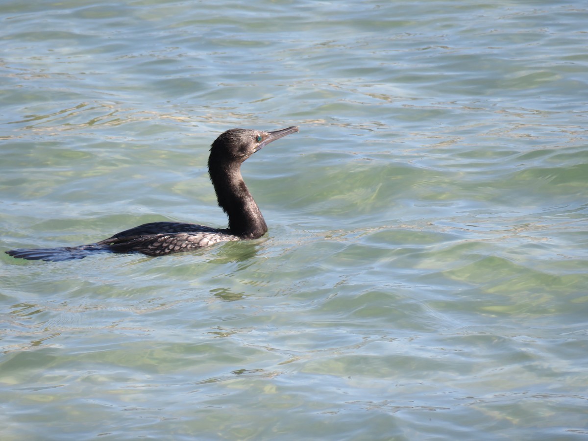 Little Black Cormorant - ML624016596