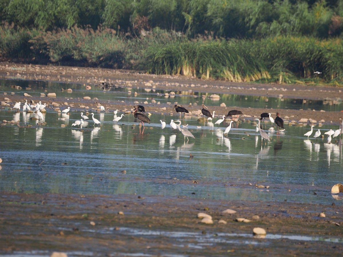 Black Stork - ML624016598