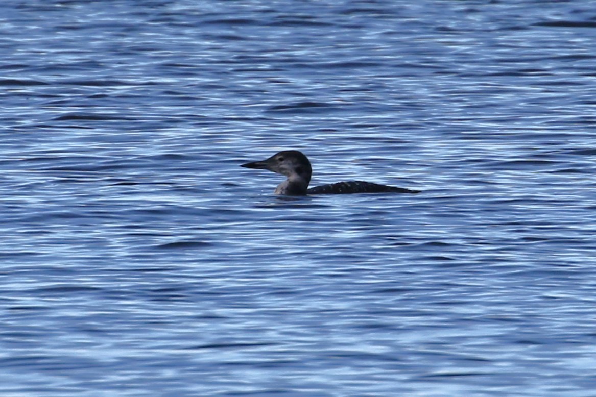 Common Loon - John F. Gatchet