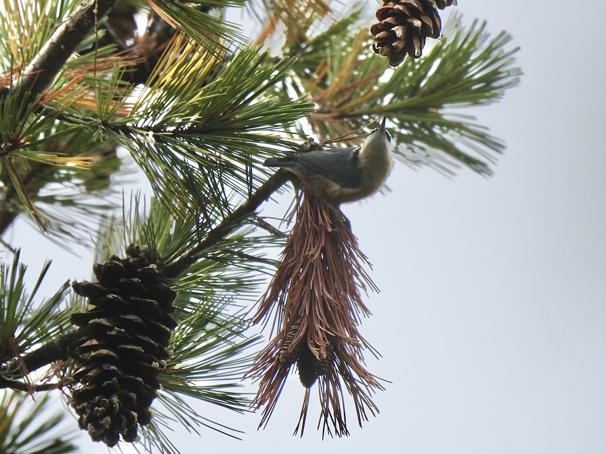 Red-breasted Nuthatch - ML624016629