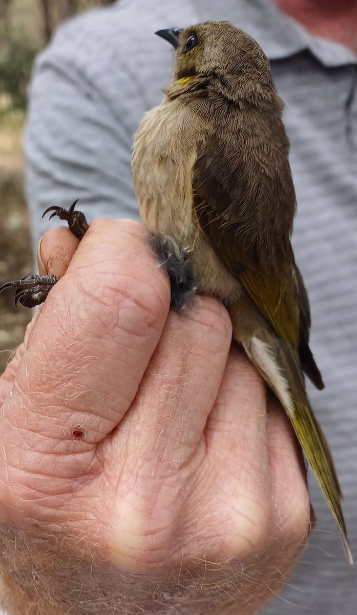 Fuscous Honeyeater - ML624016636