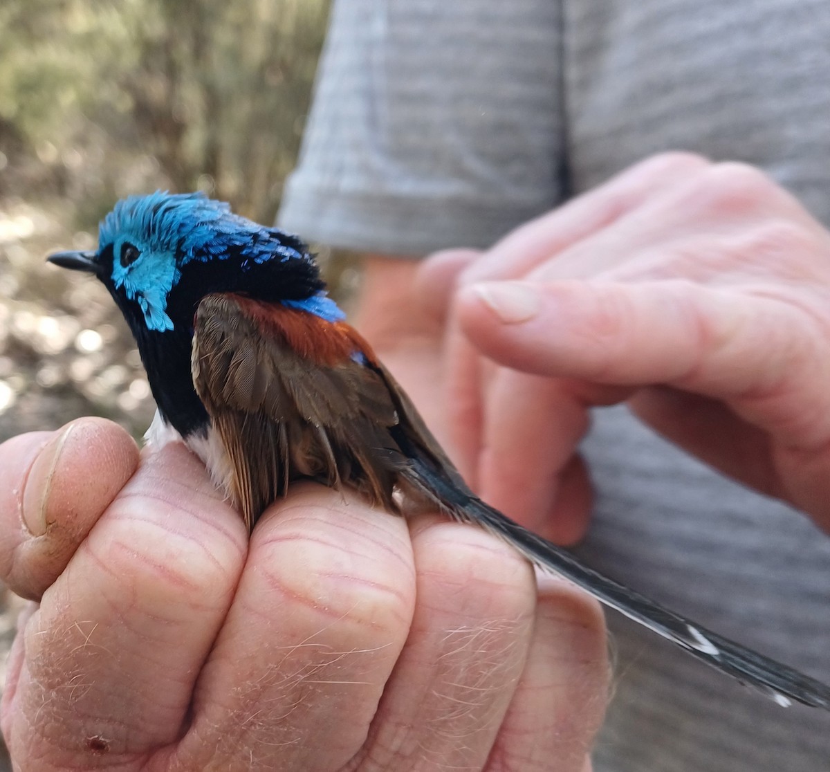 Variegated Fairywren - ML624016640