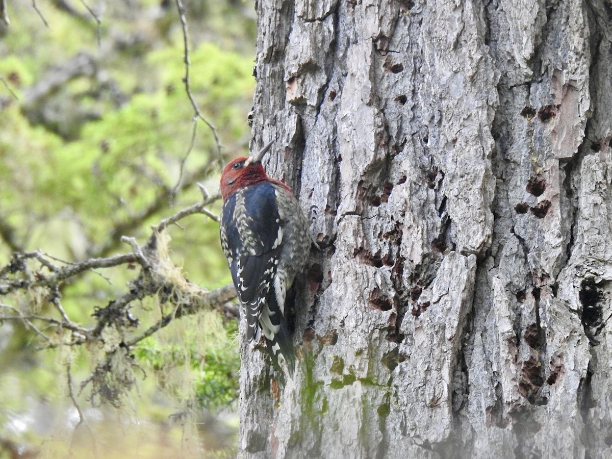 Red-breasted Sapsucker - ML624016654