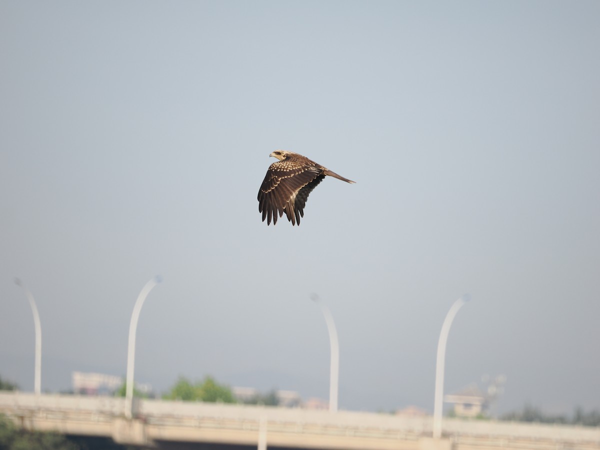 Black Kite - Yawei Zhang