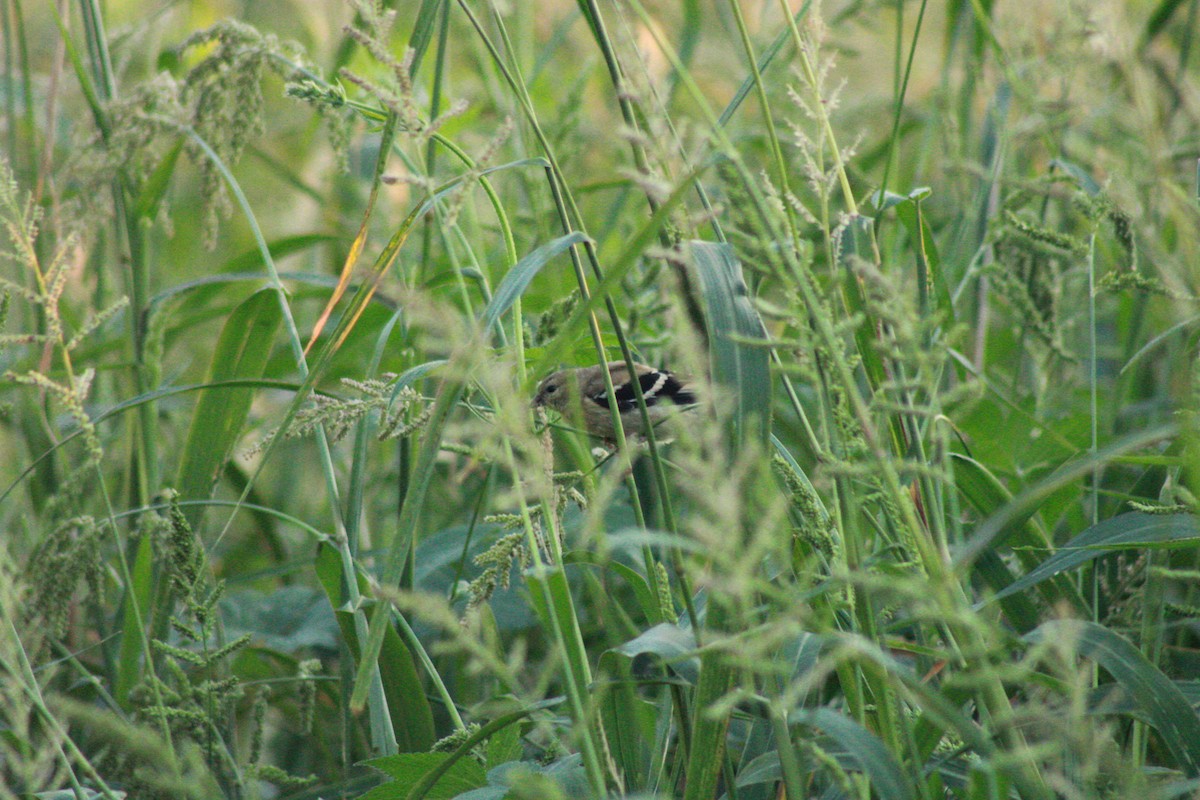 American Goldfinch - ML624016676